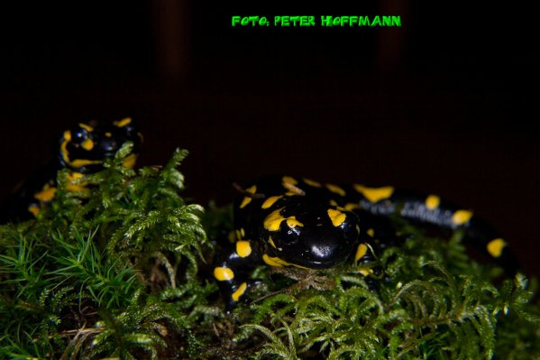 Copyright AiS - Peter Hoffmann Bild zum Eintrag (51281-160)