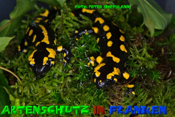 Copyright AiS - Peter Hoffmann Bild zum Eintrag (51282-160)