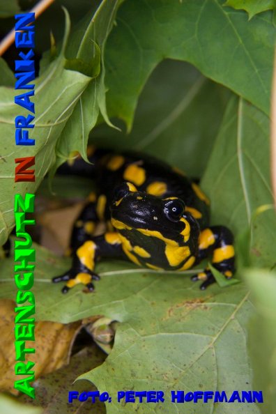 Copyright AiS - Peter Hoffmann Bild zum Eintrag (51283-160)