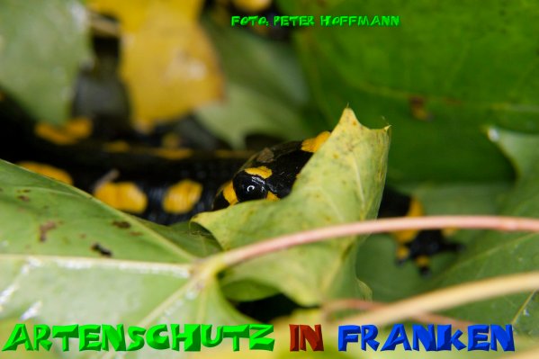 Copyright AiS - Peter Hoffmann Bild zum Eintrag (51284-160)
