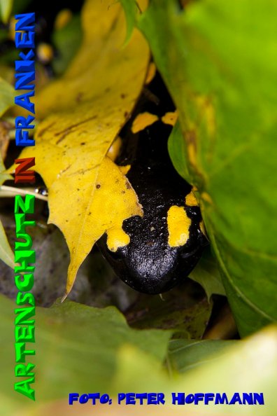 Copyright AiS - Peter Hoffmann Bild zum Eintrag (51285-160)