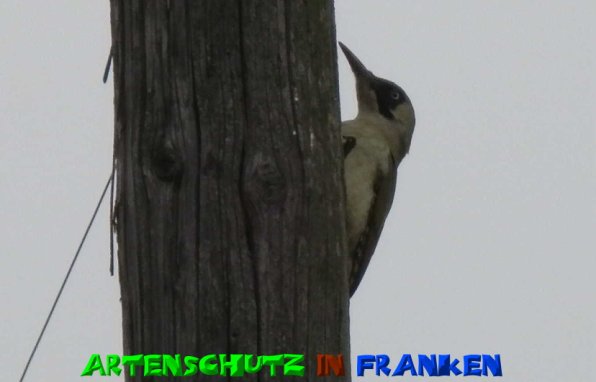 Copyright AiS- Albert Meier Bild zum Eintrag (51321-160)