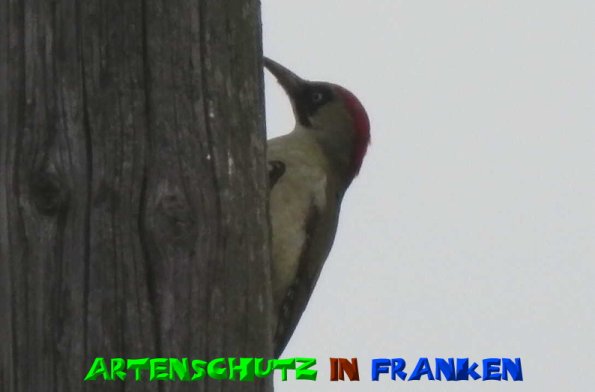 Copyright AiS- Albert Meier Bild zum Eintrag (51322-160)