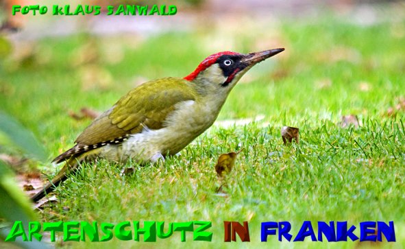 Copyright AiS-Klaus Sanwald Bild zum Eintrag (51353-160)