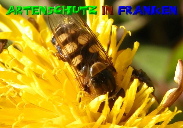 Bild zum Eintrag (51367-160)