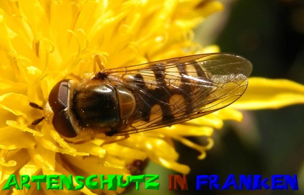 Copyright AiS- Albert Meier Bild zum Eintrag (51369-160)