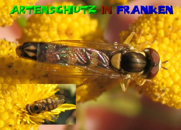 Copyright AiS- Albert Meier Bild zum Eintrag (51370-160)
