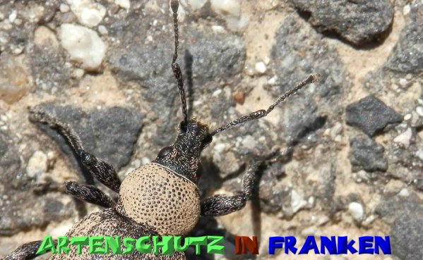 Copyright AiS- Albert Meier Bild zum Eintrag (51465-160)