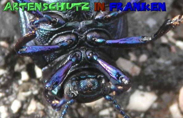 Copyright AiS- Albert Meier Bild zum Eintrag (51550-160)