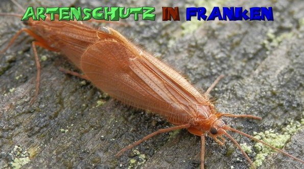 Copyright AiS- Albert Meier Bild zum Eintrag (51565-160)