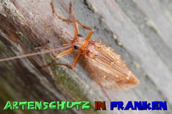 Copyright AiS- Albert Meier Bild zum Eintrag (51566-160)
