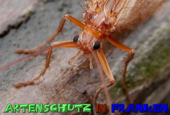 Copyright AiS- Albert Meier Bild zum Eintrag (51567-160)