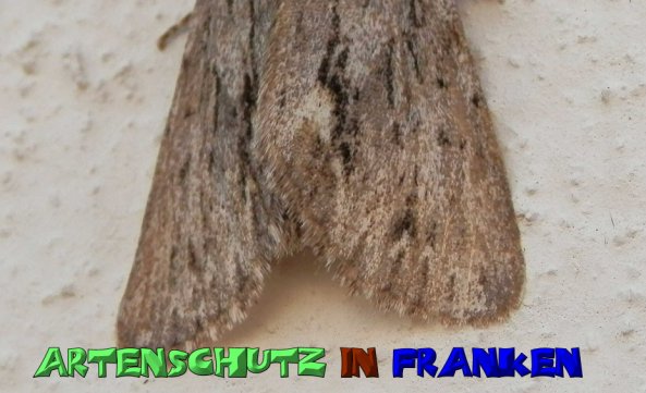 Copyright AiS- Albert Meier Bild zum Eintrag (51657-160)