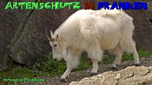 Copyright AiS-Klaus Sanwald Bild zum Eintrag (51794-160)