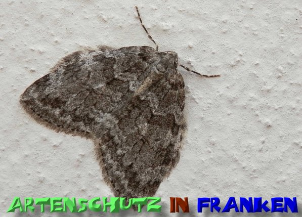 Copyright AiS- Albert Meier Bild zum Eintrag (52091-160)