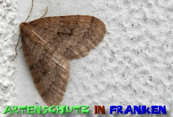 Copyright AiS- Albert Meier Bild zum Eintrag (52098-160)