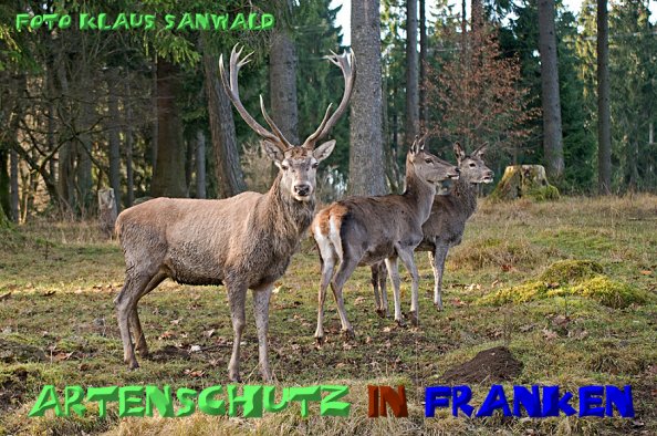Copyright AiS-Klaus Sanwald Bild zum Eintrag (52175-160)