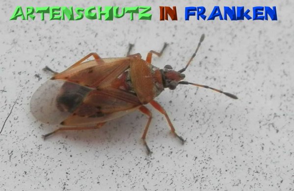 Copyright AiS- Albert Meier Bild zum Eintrag (52190-160)