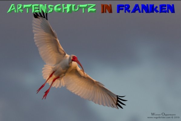 Copyright AiS - Werner Oppermann - www.vogelbilder.com Bild zum Eintrag (52264-160)
