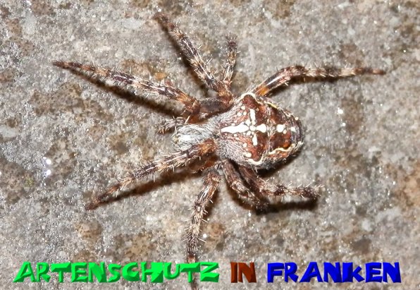 Copyright AiS- Albert Meier Bild zum Eintrag (52317-160)