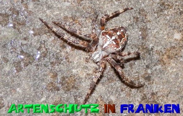 Copyright AiS- Albert Meier Bild zum Eintrag (52318-160)