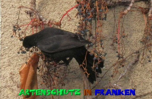 Copyright AiS- Albert Meier Bild zum Eintrag (52383-160)