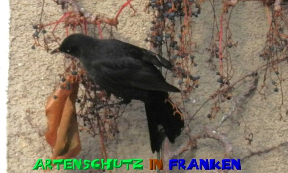 Copyright AiS- Albert Meier Bild zum Eintrag (52385-160)