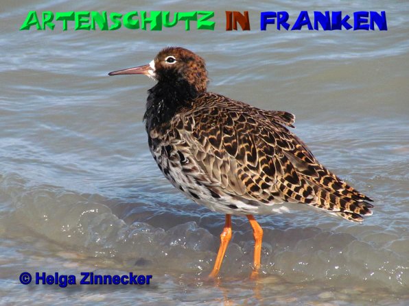 Copyright AiS Helga Zinnecker Bild zum Eintrag (52465-160)