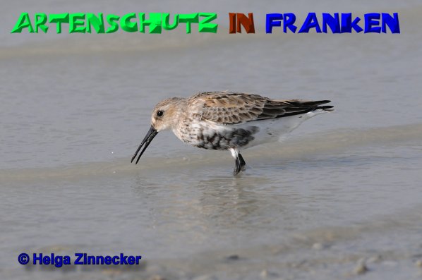 Copyright AiS Helga Zinnecker Bild zum Eintrag (52479-160)