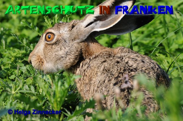 Copyright AiS Helga Zinnecker Bild zum Eintrag (52480-160)