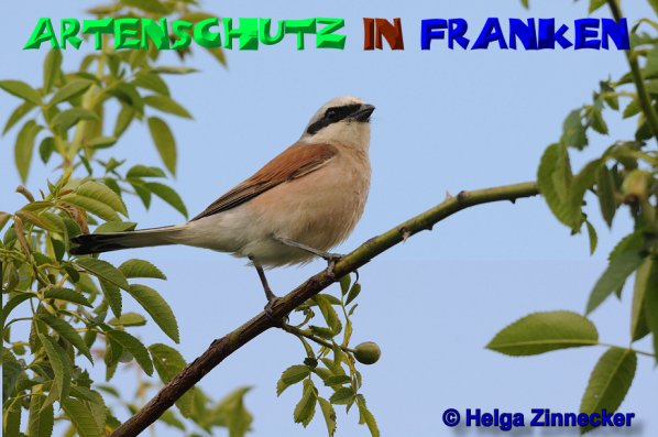 Copyright AiS Helga Zinnecker Bild zum Eintrag (52488-160)