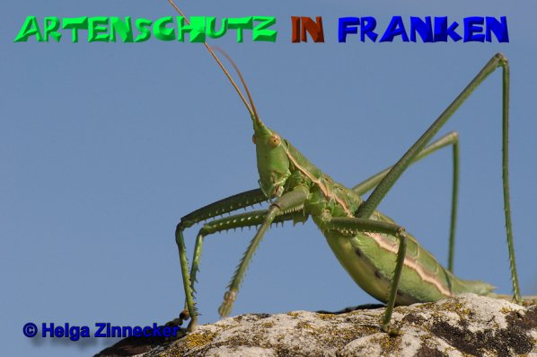 Copyright AiS Helga Zinnecker Bild zum Eintrag (52493-160)