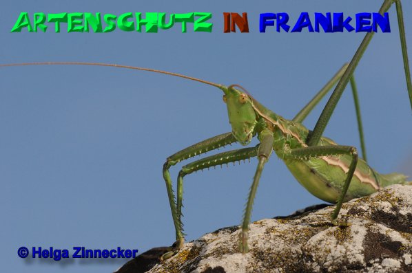 Copyright AiS Helga Zinnecker Bild zum Eintrag (52495-160)