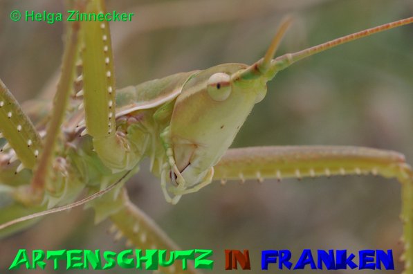 Copyright AiS Helga Zinnecker Bild zum Eintrag (52513-160)