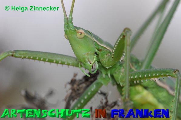 Copyright AiS Helga Zinnecker Bild zum Eintrag (52514-160)
