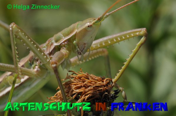 Copyright AiS Helga Zinnecker Bild zum Eintrag (52517-160)