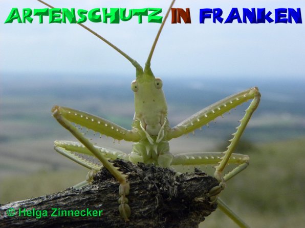 Copyright AiS Helga Zinnecker Bild zum Eintrag (52518-160)