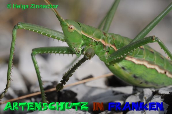 Copyright AiS Helga Zinnecker Bild zum Eintrag (52520-160)