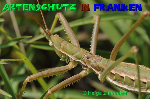 Copyright AiS Helga Zinnecker Bild zum Eintrag (52521-160)