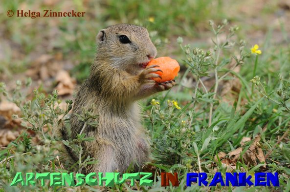 Copyright AiS Helga Zinnecker Bild zum Eintrag (52525-160)