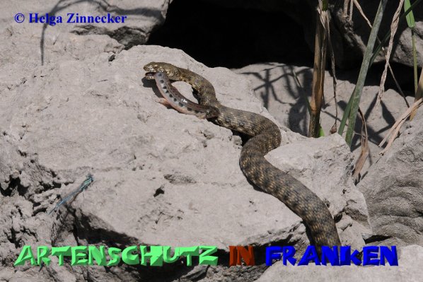Copyright AiS Helga Zinnecker Bild zum Eintrag (52534-160)