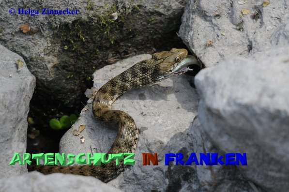 Copyright AiS Helga Zinnecker Bild zum Eintrag (52535-160)