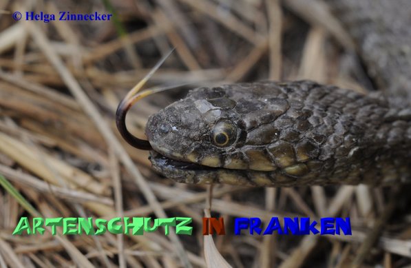 Copyright AiS Helga Zinnecker Bild zum Eintrag (52536-160)