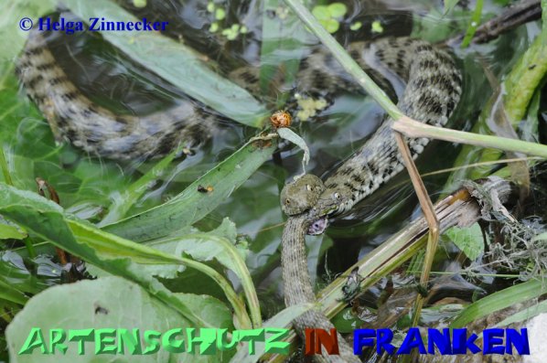Copyright AiS Helga Zinnecker Bild zum Eintrag (52537-160)