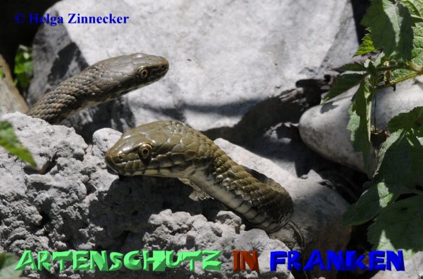 Copyright AiS Helga Zinnecker Bild zum Eintrag (52539-160)