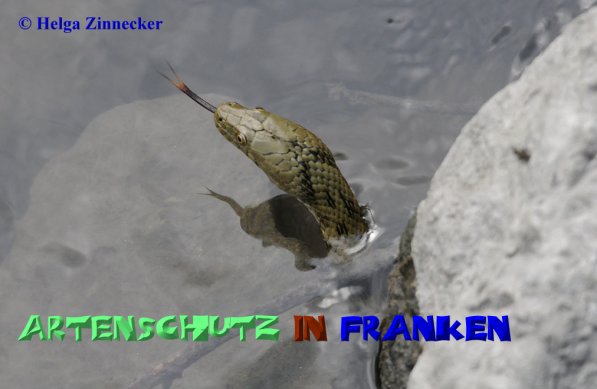 Copyright AiS Helga Zinnecker Bild zum Eintrag (52540-160)