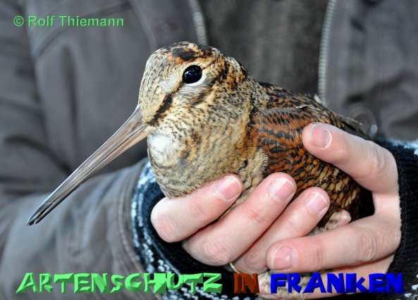 Copyright AiS Rolf Thiemann Bild zum Eintrag (52544-160)