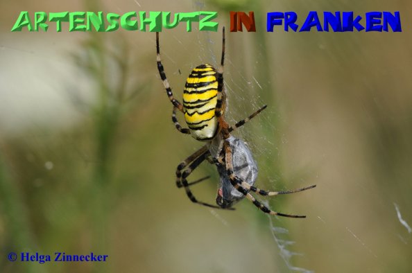 Copyright AiS Helga Zinnecker Bild zum Eintrag (52547-160)