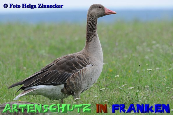 Copyright AiS Helga Zinnecker Bild zum Eintrag (52551-160)
