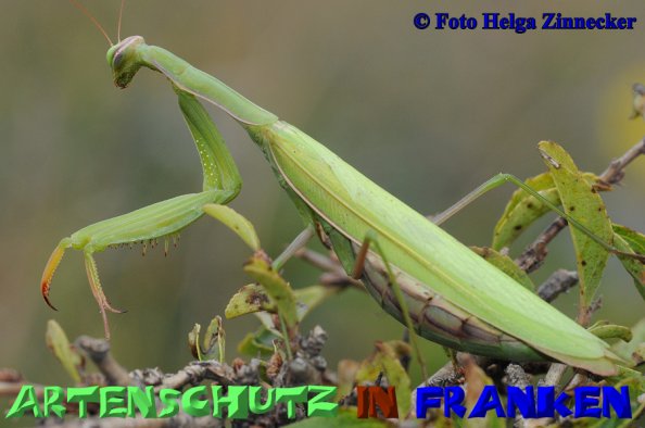 Copyright AiS Helga Zinnecker Bild zum Eintrag (52557-160)